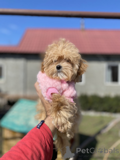 Photo №4. Je vais vendre maltipu en ville de Krivoy Rog. annonce privée - prix - 775€