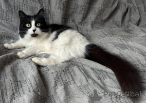 Photo №4. Je vais vendre  en ville de Minsk.  - prix - Gratuit