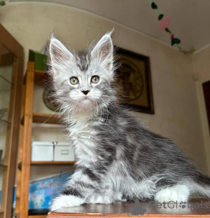 Photo №3. Kocięta rasy Maine Coon dosé en sprzedaż. Pologne