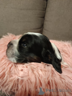 Photo №2 de l'annonce № 135459 de la vente cocker spaniel anglais - acheter à Pologne annonce privée, éleveur