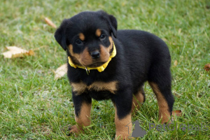 Photo №1. rottweiler - à vendre en ville de Milan | 1000€ | Annonce №165799