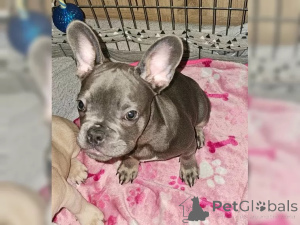 Photo №2 de l'annonce № 137199 de la vente bouledogue - acheter à Suisse 