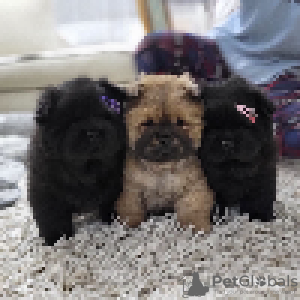 Photos supplémentaires: Chiots mâles Chow Chow à vendre !