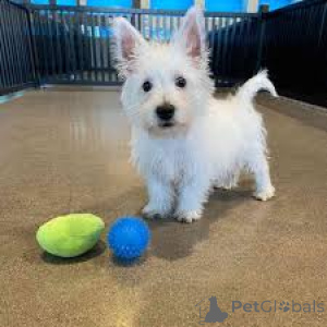 Photo №3. Chiots West Highland White Terrier. Allemagne