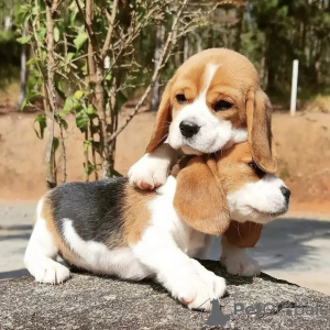 Photo №1. beagle - à vendre en ville de Штутгарт | 331€ | Annonce №117635