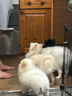 Photo №1. spitz nain - à vendre en ville de Berne | 500€ | Annonce №162597