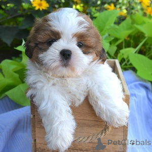 Photo №1. shih tzu - à vendre en ville de Alsdorf | 300€ | Annonce №151395