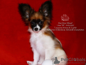 Photo №1. papillon - à vendre en ville de Saratov | négocié | Annonce №39355