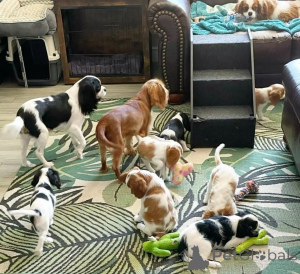 Photo №1. cavalier king charles spaniel - à vendre en ville de Ischia | négocié | Annonce №157930