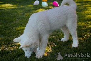 Photo №1. akita (chien) - à vendre en ville de Texas City | Gratuit | Annonce №110090