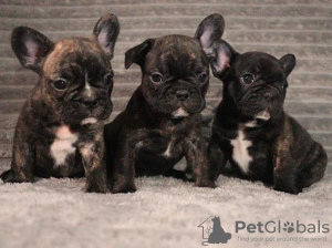 Photo №1. bouledogue - à vendre en ville de Штутгарт | 700€ | Annonce №132707