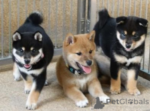Photo №1. shiba - à vendre en ville de Berlin | négocié | Annonce №175279