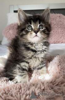 Photo №1. chat des forêts norvégiennes - à vendre en ville de Innsbruck | 350€ | Annonce № 178586