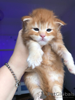 Photo №1. maine coon - à vendre en ville de Штутгарт | 400€ | Annonce № 121759