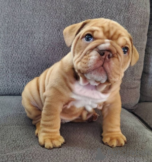 Photo №1. bulldog anglais - à vendre en ville de Los Angeles | 568€ | Annonce №86765