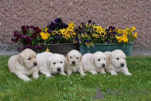 Photo №2 de l'annonce № 161552 de la vente golden retriever - acheter à Allemagne annonce privée