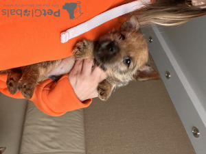 Photo №1. norwich terrier - à vendre en ville de Ekaterinbourg | négocié | Annonce №123615