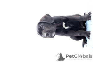 Photo №2 de l'annonce № 140487 de la vente cane corso - acheter à La Roumanie éleveur