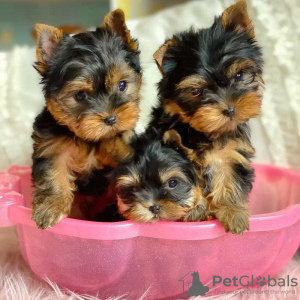 Photo №1. biewer yorkshire terrier - à vendre en ville de Бург | 159€ | Annonce №129620