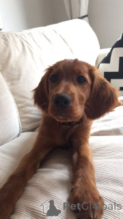 Photo №3. Setter Irlandais. Allemagne