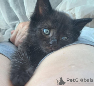 Photo №1.  - à vendre en ville de Rivière moscou | Gratuit | Annonce № 146283