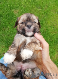 Photo №4. Je vais vendre shih tzu en ville de Tallinn. annonce privée, de la fourrière, éleveur - prix - 450€