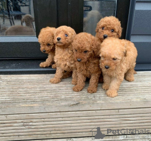 Photo №2 de l'annonce № 117593 de la vente caniche (jouet) - acheter à La Slovénie annonce privée, éleveur