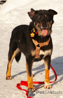 Photo №1. chien bâtard - à vendre en ville de Moskova | Gratuit | Annonce №167279
