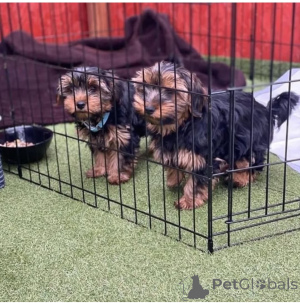 Photo №3. Chiots de Yorkie pour la nouvelle maison. Australie