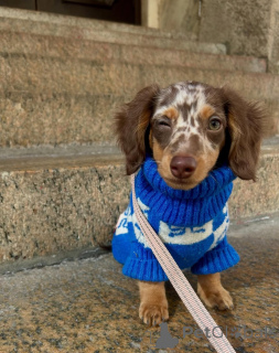 Photo №3. À la recherche d'un foyer aimant, contactez WhatsApp Business 447450021323. La finlande