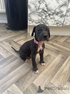 Photo №3. Vokiečių dogo šuniukai... homme rasykite. Lituanie