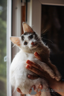 Photo №1.  - à vendre en ville de Rivière moscou | Gratuit | Annonce № 148224