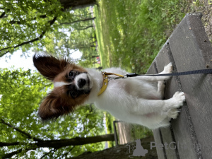 Photos supplémentaires: Chiot Papillon. Fille. Pedigree. FCI