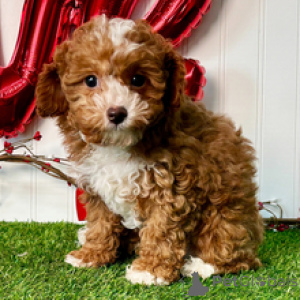 Photo №1. caniche (jouet) - à vendre en ville de Düsseldorf | 350€ | Annonce №165017