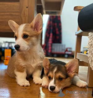 Photo №2 de l'annonce № 98609 de la vente welsh corgi - acheter à Suède annonce privée