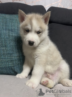 Photo №2 de l'annonce № 133711 de la vente husky de sibérie - acheter à USA annonce privée