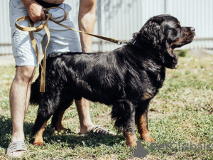Photo №3. César gros chien. Fédération de Russie