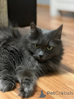 Photo №1.  - à vendre en ville de Minsk | Gratuit | Annonce № 157487