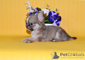 Photo №4. Je vais vendre chihuahua en ville de Москва. de la fourrière, éleveur - prix - 649€