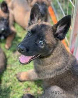 Photo №3. Belgische Malinois-puppy's te koop. Belgique