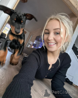 Photo №3. Chiot Doberman enregistré par KC. Allemagne