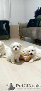 Photo №1. bichon maltais - à vendre en ville de Paris | Gratuit | Annonce №40424