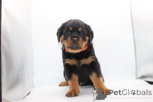 Photo №3. Acești frumoși pui de Rottweiler. La Roumanie