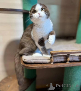 Photo №1. british shorthair - à vendre en ville de Reykjavík | négocié | Annonce № 155693