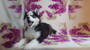 Photos supplémentaires: Très beaux chiots Husky sibériens intelligents à vendre de merveilleux parents