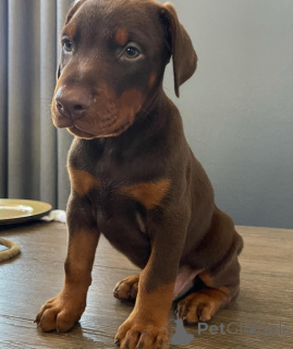 Photo №3. Urocze szczenięta dobermana do adopji. Pologne