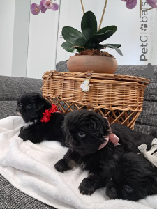 Photo №2 de l'annonce № 143144 de la vente pékinois - acheter à Suisse éleveur