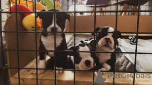 Photos supplémentaires: Nous avons 5 magnifiques chiots Boston à vendre,