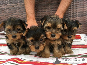 Photo №1. yorkshire terrier - à vendre en ville de Bensheim | 350€ | Annonce №171449