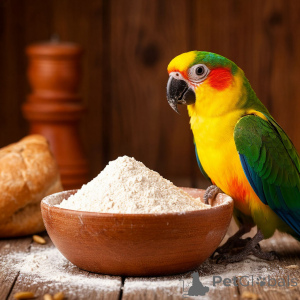 Photo №4. Cornes de cerf du nord en Fédération de Russie. Annonce № 139157